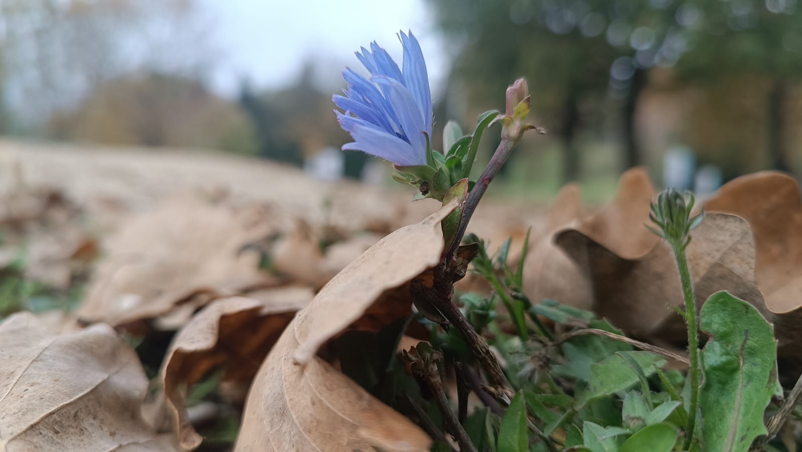 Un fiore azzurro