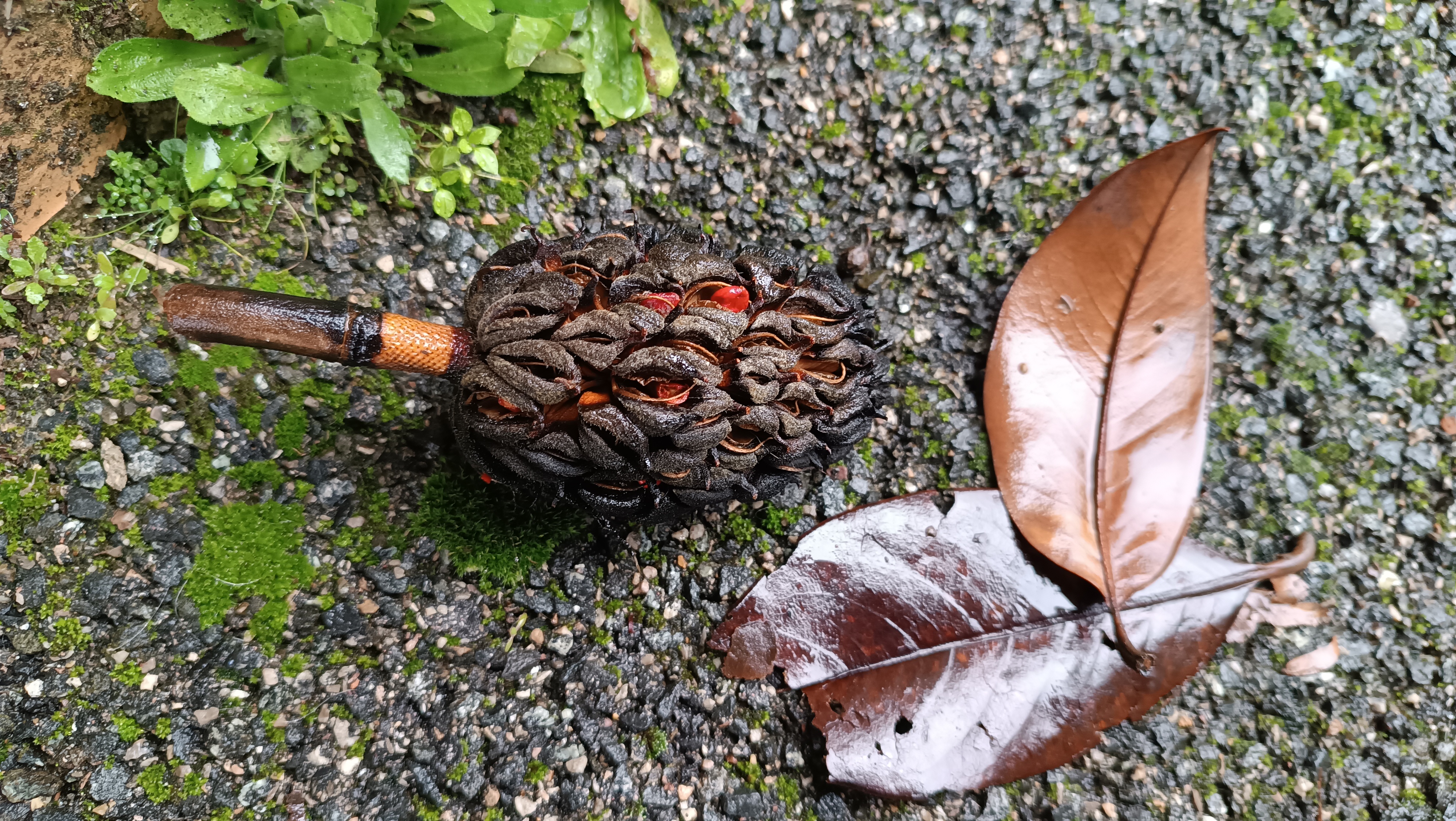 Un frutto della magnolia