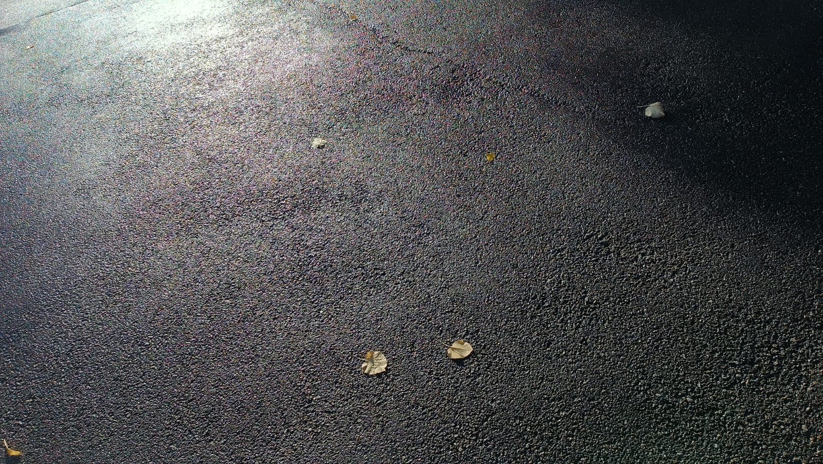 Foglie sul selciato