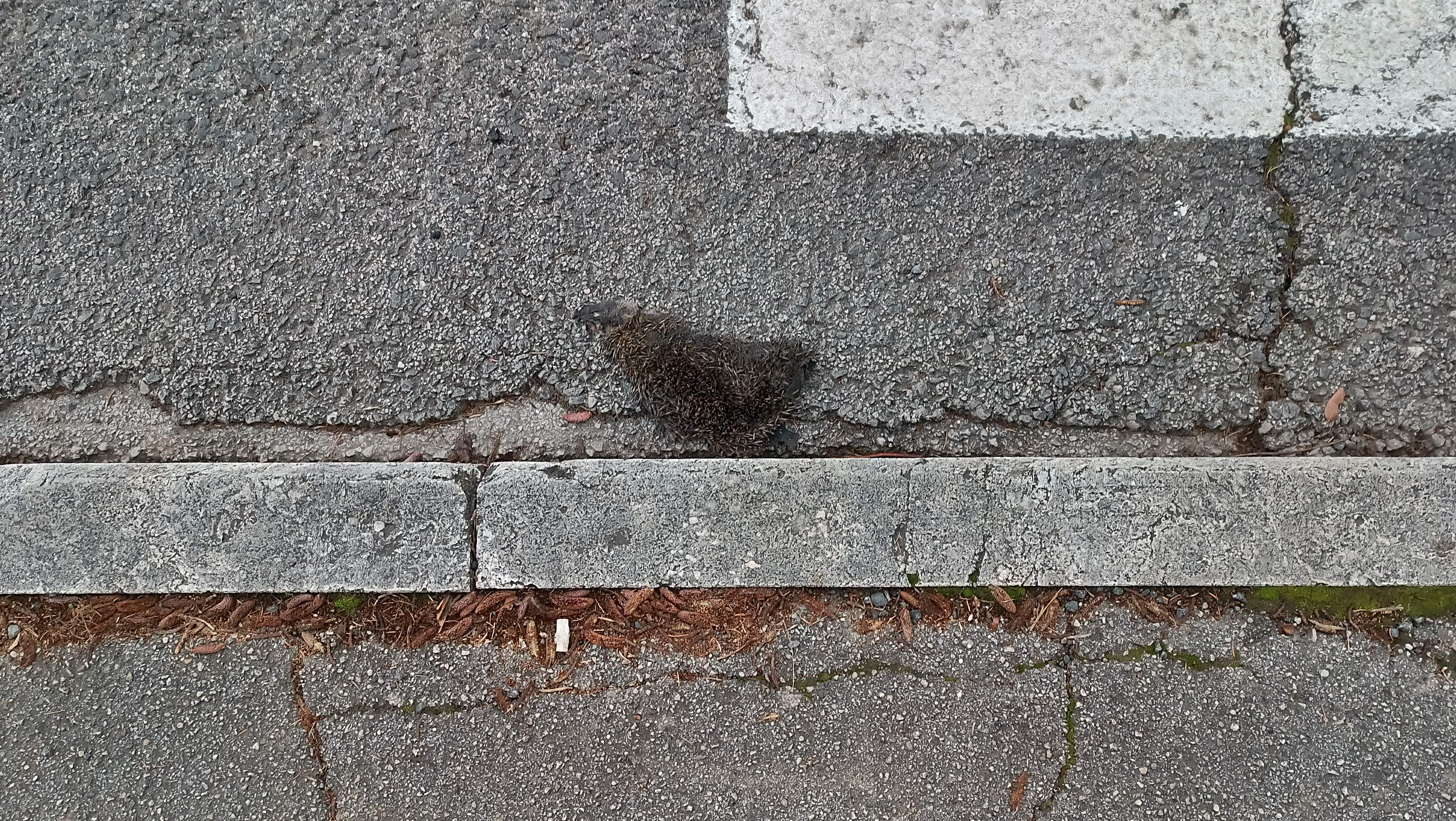 Un riccio morto